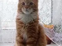 Котенок мейнкун (кот), фотография 3