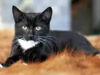 Котята в дар. Бесплатно в хорошие руки, фотография 6