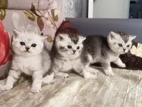 Шотландские котята, фотография 7