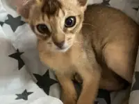 Котята, фотография 9