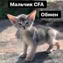 котята абиссины CFA, фотография 3
