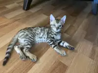 Продам котят бенгальской породы, фотография 2