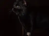Шикарный котик в добрые руки, фотография 2