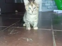 Котята в хорошие руки