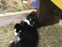 Котята в добрые руки, фотография 9
