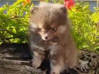 Шпиц немецкий малый, фотография 3