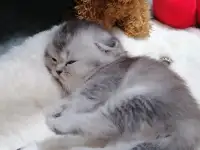 Котята шотландские вислоухие, фотография 6