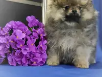 Померанский миниатюрный шпиц щенки. Разноцветные мишки.