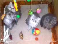 Персидские котята Экстремального типа чистокровные. Персы., фотография 3