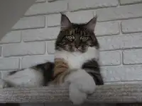 Взрослая кошка мейн-кун в добрые руки., фотография 2