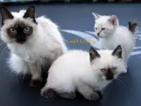 Котята Той-боб Редкая порода и бенгальские, фотография 5