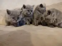 Котята Британские