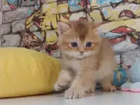 Шотландские котятя, фотография 5