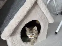 Котенок, фотография 4
