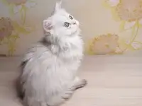 Британская кошечка, фотография 5