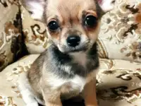 Щенки чихуахуа