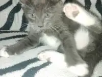 Отдадим котёнка в добрые руки, фотография 3