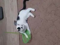 Котенок, фотография 3