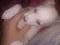 Щенок девочка