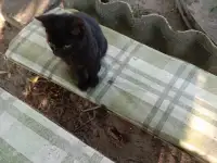 Котенок в дар, фотография 4