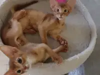 Котята, фотография 7