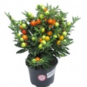 Цветы В Подарок Горшечные и Срезанные, фотография 11