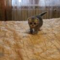 Шотландские котята, фотография 2