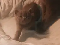 Продам британских котят, фотография 6