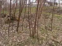 саженцы ежевики агавам, фотография 3