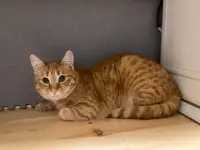 Рыжая кошечка котенок Мандаринка ищет дом и семью!, фотография 5