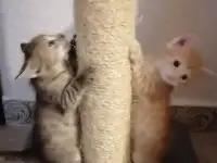 Дарю котят