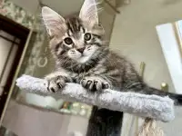 Крупный мальчик мейн-кун, фотография 6