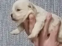 Мальтийской болонки щенки, фотография 4