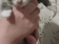 котята в хорошие руки, фотография 2