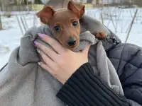 Цвергпинчер