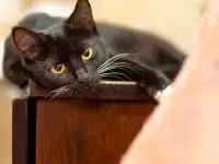 Черно-белая кошка Карамелька в самые добрые ручки!, фотография 3
