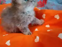 Экзотические плюшевые короткошетстные мраморные котята, фотография 8
