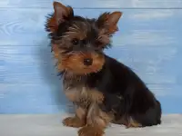 Ласковый мальчик йоркширского терьера ищет заботливого хозяина., фотография 3
