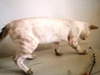 Бенгальские котята, фотография 6