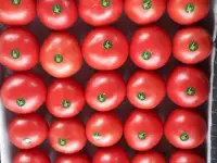 Продаю помидоры на экспорт из Туркменистана., фотография 6