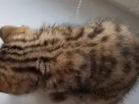 Котята шотландской короткошерстной, фотография 9