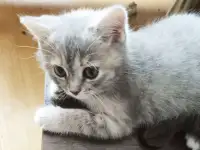Котята Скоттиш-страйт, фотография 4