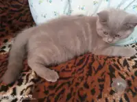 Котёнок, фотография 4