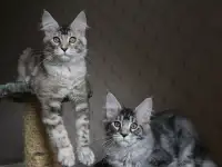 Котята мейн кун!, фотография 6