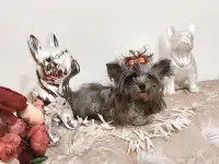 Эксклюзив.Чихуахуа окрас мерле и мини йорк., фотография 2