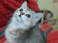 Шотландские котята золотая шиншилла. Договорная, фотография 6