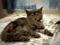 Котята Мейн-кун, фотография 4