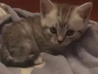 Котята шотландские, фотография 3