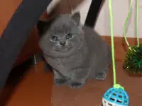 Британские котята, фотография 6