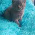 Котята от породистых родителей, фотография 3